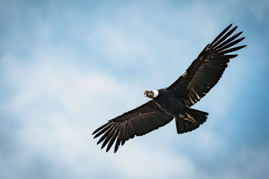 Descripción gráfica de un Cóndor Andino, una especie de fauna que se puede ver en territorio chileno.