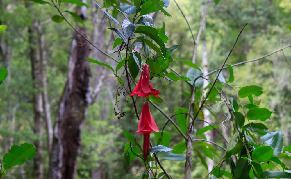 Descripción grafica de flor copihue