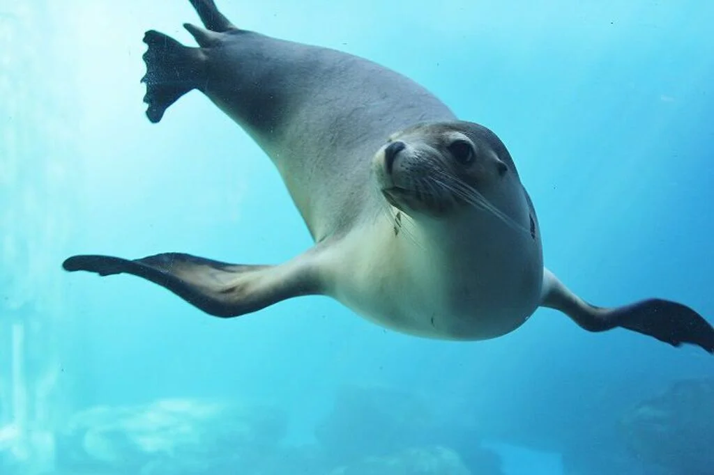 Descripción gráfica de un lobo marino enseñando la fauna que se acostumbra a ver en las costas de Chile.