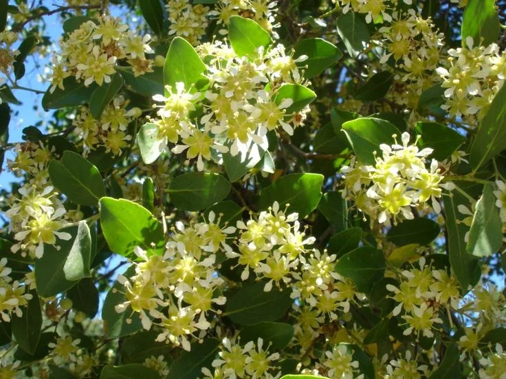 Descripción gráfica de una flor del arbol Quillay, parte de la flora endémica de Chile.
